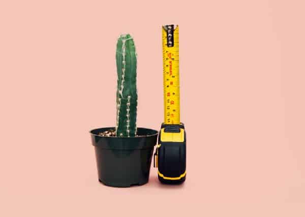 Measuring a cactus